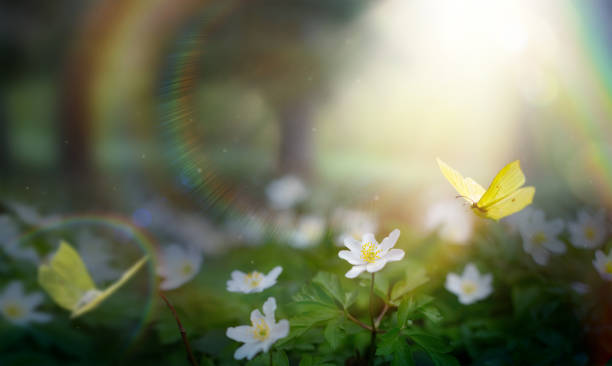 6,000+ Rainbow Butterfly Stock Photos, Pictures & Royalty-Free Images ...