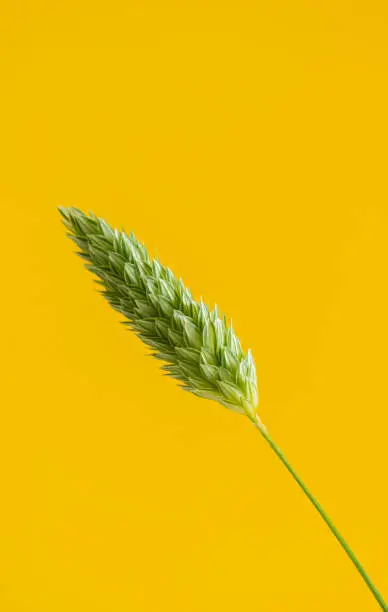 Fine art photography of the inflorescences of the canary seed plant or Phalaris canariensis on a yellow background. A grass native to the Mediterranean region, grown primarily to supply the bird seed market.