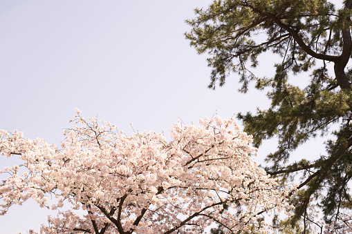 Sky and cherry tree background.