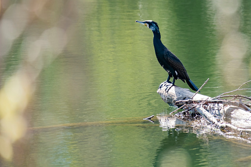 The great cormorant, Phalacrocorax carbo known as the great black cormorant across the Northern Hemisphere, the black cormorant in Spain.
