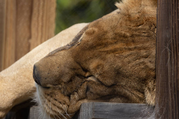 lion