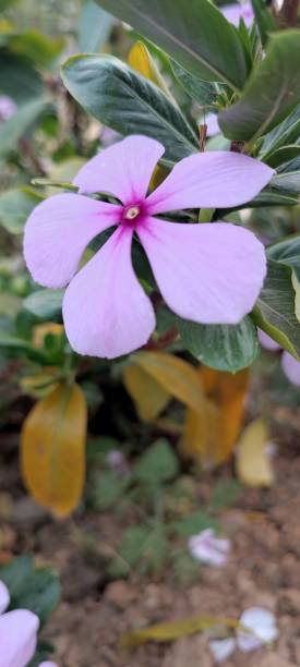 Pink Madagascar Periwinkle Flower stock photo