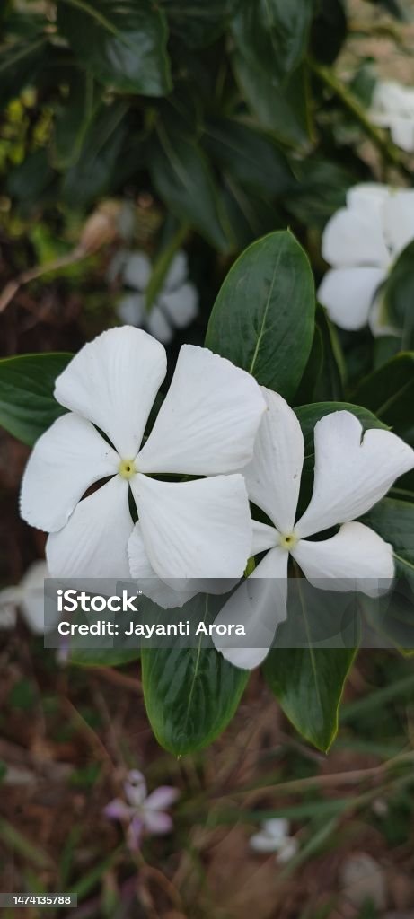 White Twin Head Madagascar Periwinkle Flower Asia Stock Photo
