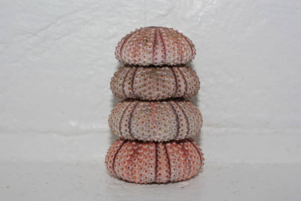 istock Tests (shells) of Black sea urchin (Arbacia lixula) in a pyramid 1474135874