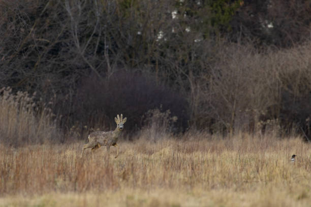 istock deer in the clearing 1474136099