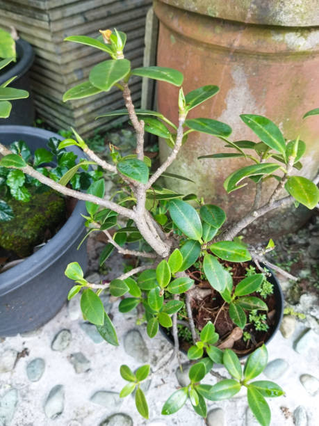 istock Ficus microcarpa photo Plant 1474136258
