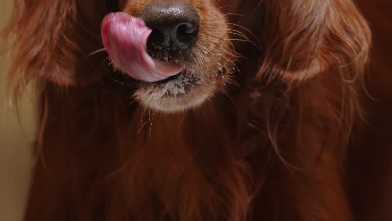 Dog licks itself while eating close-up. Enjoyment of food