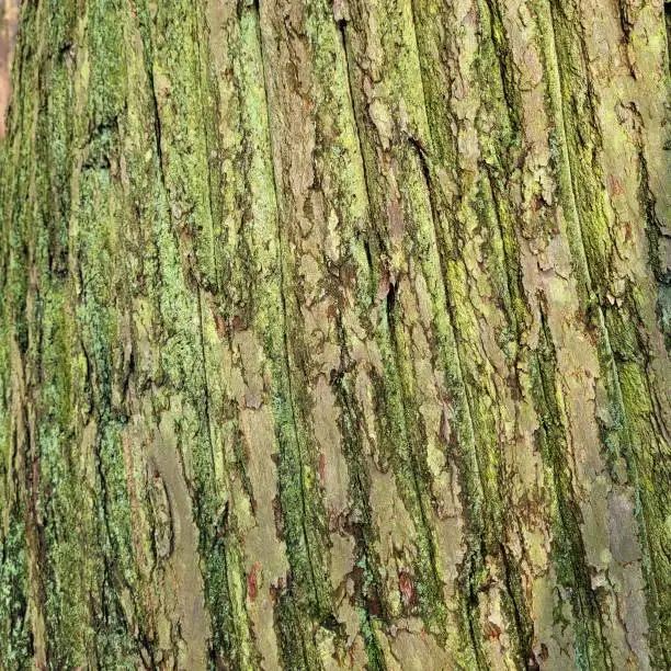 Photo of Striations of a tree