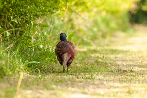 Pheasant walking away along a hedge stock photo