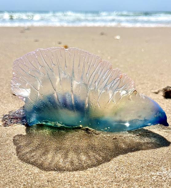 istock Man of War 1474139012