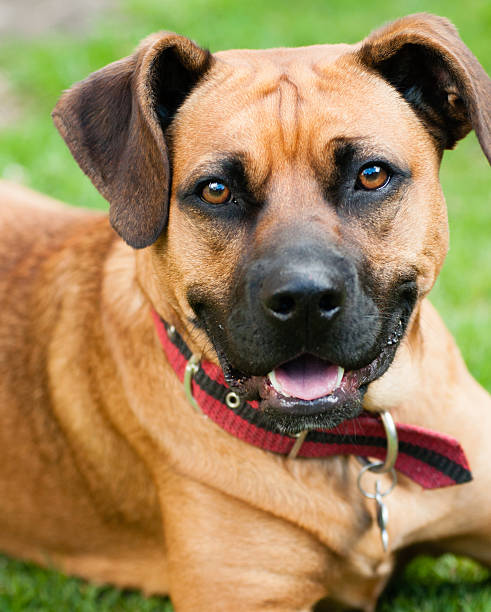 istock Dog outdoors 147413919
