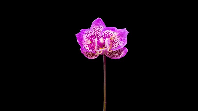 Blooming Purple Orchid Phalaenopsis Flower