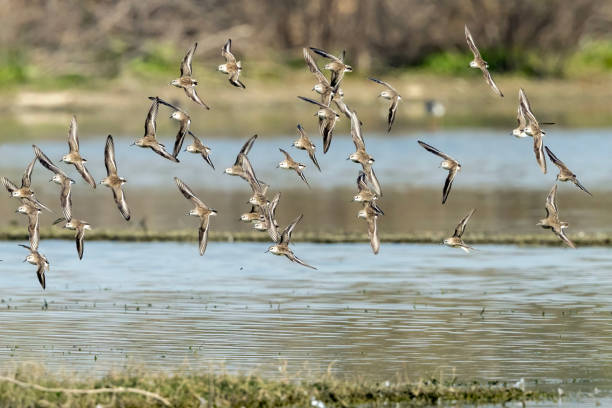 Little Stint Smallest Migratory Bird Little Stint gather new a shallow water lake for feeding , The Little Stint, travels over 8,000 km, from the Arctic region to migrate to India during winter. sanderling calidris alba stock pictures, royalty-free photos & images