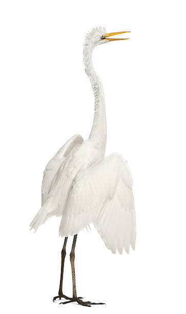 istock Great Egret, Ardea alba, standing in front of white background 147414087