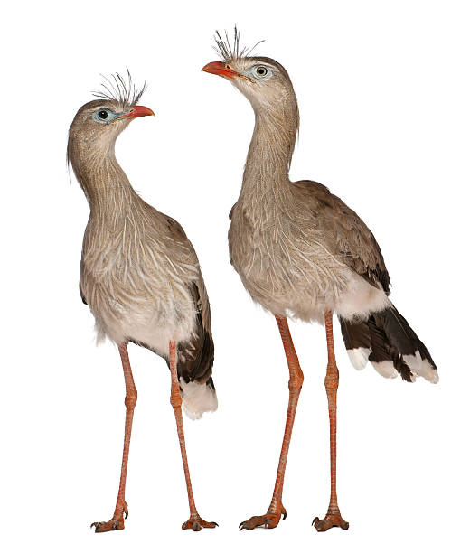 istock Male and Female Red-legged Seriema or Crested Cariama 147414092