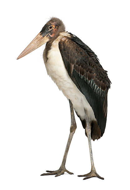 istock Marabou Stork, Leptoptilos crumeniferus, 1 year old 147414094