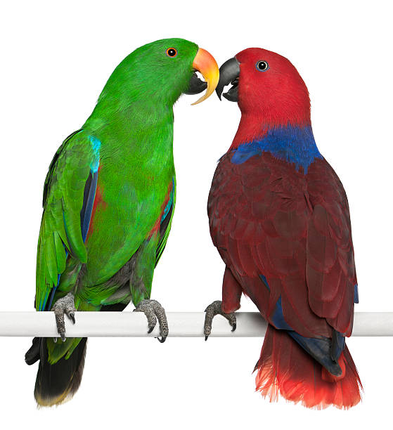 istock Male and Female Eclectus Parrots 147414113