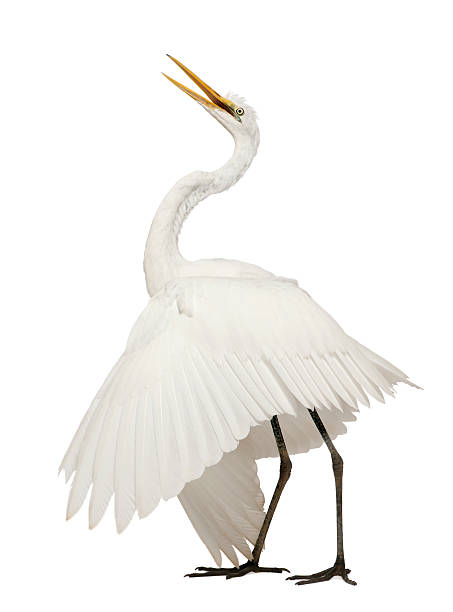 Great Egret, Ardea alba, standing in front of white background