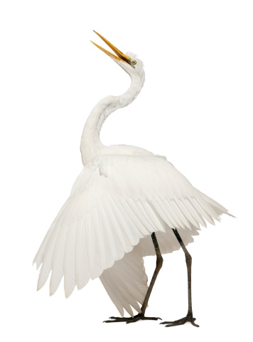 Great Egret or Great White Egret or Common Egret, Ardea alba, standing in front of white background