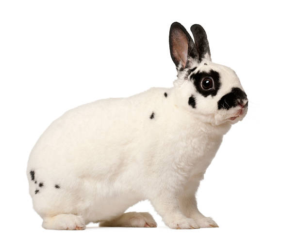 Dalmatian rabbit, Oryctolagus cuniculus, 4 months old
