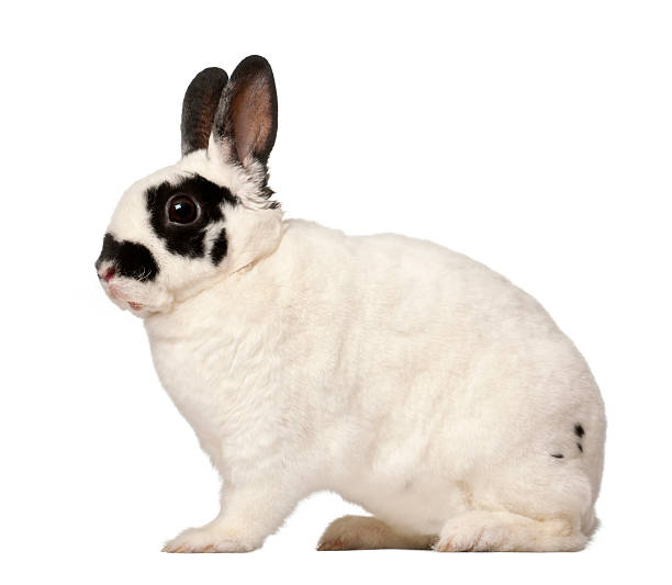 istock Dalmatian rabbit, Oryctolagus cuniculus, 4 months old 147414177