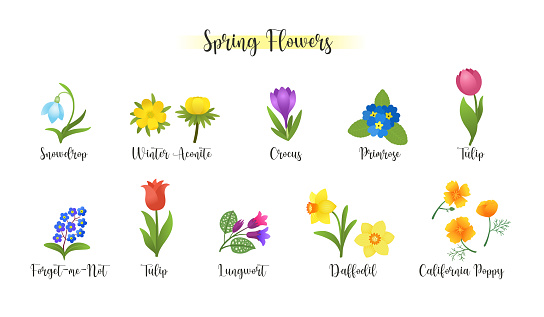 Spring flowers icon set with names. Early bloossom springtime flowers bloom. Vector drawing isolated on white background.  Plant floral clipart for spring projects web or print. Vector illustration