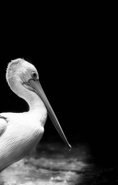 istock black and white pelican 1474142441