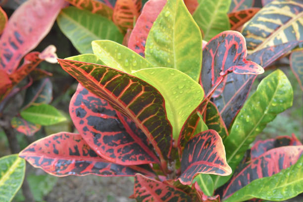 istock a close up of Codiaeum variegatum garden croton. after rain 1474144536