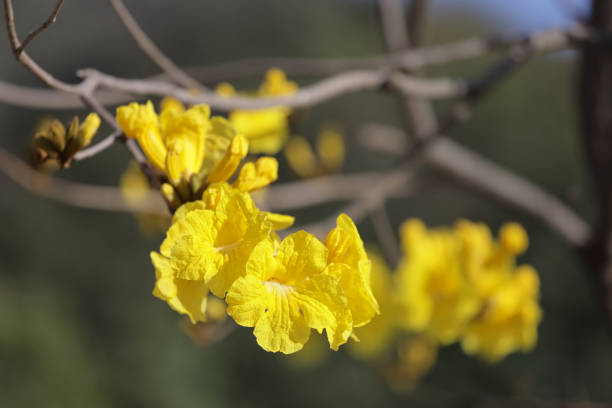 a Beautiful Tabebuia chrysantha  blossom blooming on tree blue sky