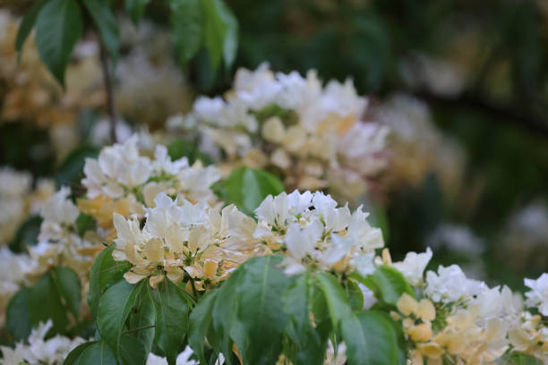 istock a Crateva Unilocularis blossom in springtime season. Natural background 1474144559