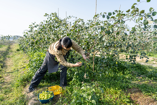 A woman is picking Jujube on the farm