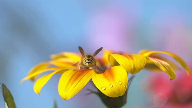 Bee  wasp landing