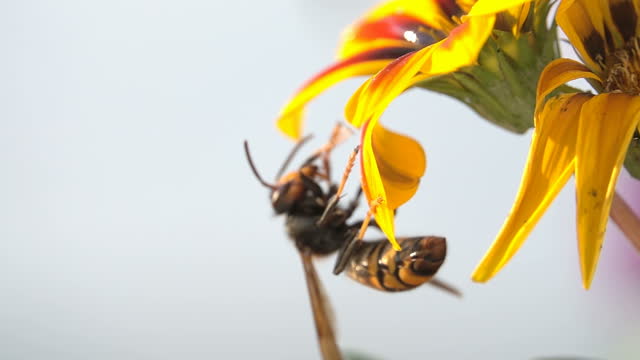 Bee wasp hornet cleans his antennas