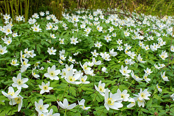 White wood anemone flowers