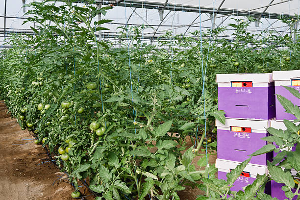 tomato pollination stock photo