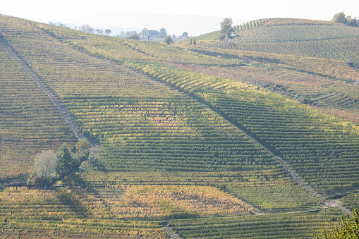 Panoramic view of hills with vines, with typically autumnal colors. Piedmont, Langhe area.