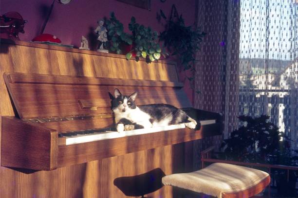 Cat sunbathes on a piano keyboard