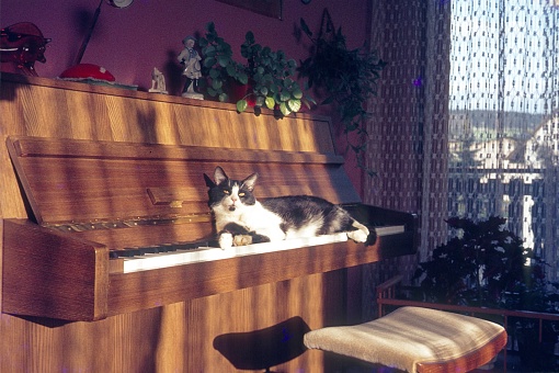 Germany, 1976. Cat sunbathing on a piano keyboard.