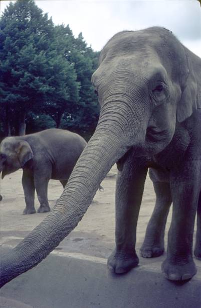 istock Elephant stretches its trunk towards a zoo visitor 1474149534