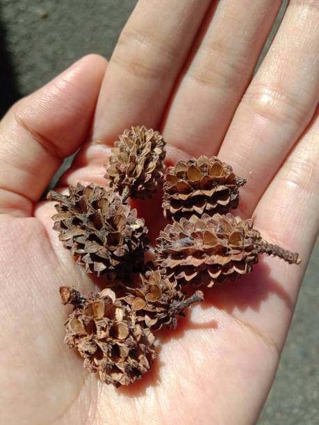 istock A bunch of pinecones looks beautiful 1474149977