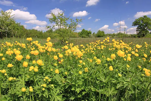 Globeflower (Trollius) blooms in a meadow - nature in Poland