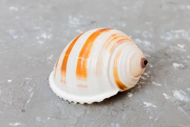 Photo of Beach seashells on colored background. Mock up with copy space