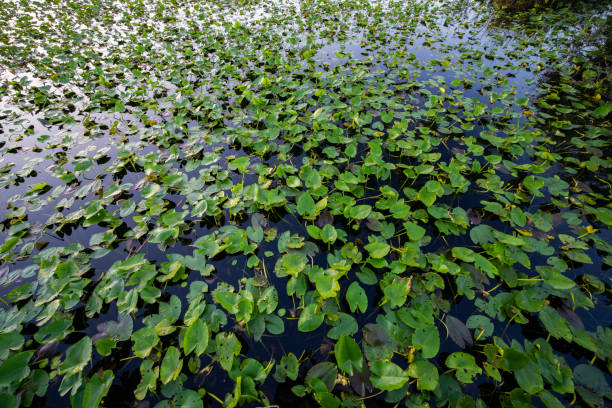 istock Swamp Scape in Everglades National Park 1474151218