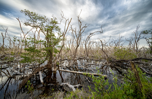 A landscape Shot of a Swamp in Everglades National Park
