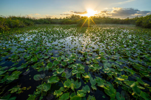 istock Swamp Scape in Everglades National Park 1474151496