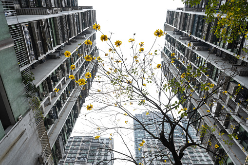 Footpath trees in the middle of tall buildings