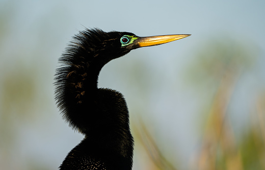 An anhinga in breeding plumage close up in Everglades National Park