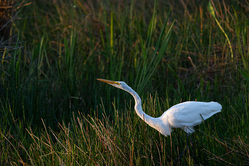 An Egret wades through the Everglades in search of prey.