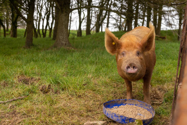 Domestic pigs cheekily poke their pig's head through the cracks of a wooden  fence