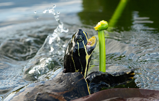A turtle eating a water lily in Everglades National Park